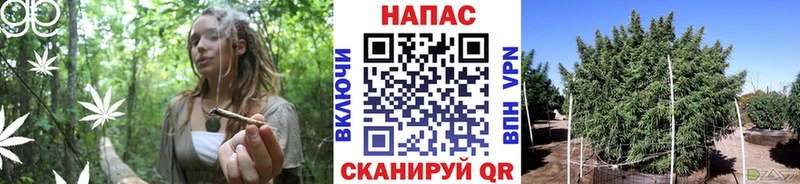Купить где  Заполярный  Бошки марихуана семена 